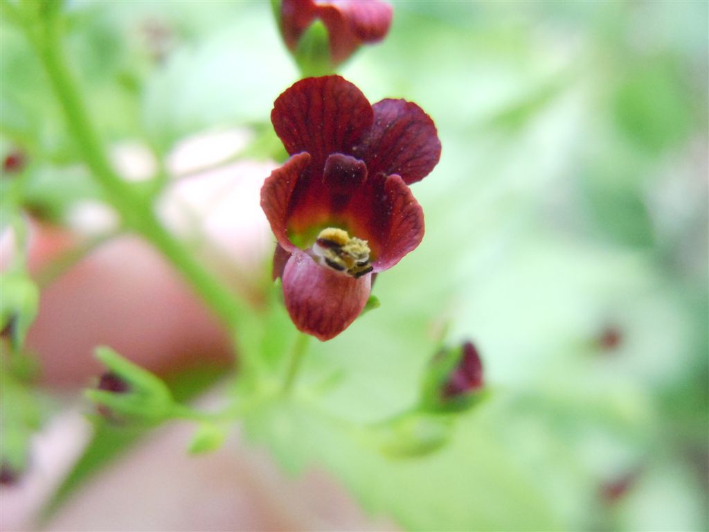 Scrophularia peregrina